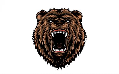 Brown bear, art, bear face, predator, wildlife, bears, white background