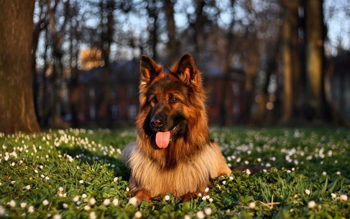 犬, ドイツの羊飼い, ペット, 緑の芝生