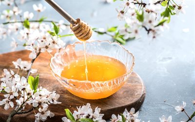 miel, primavera, flores de primavera, flor de cerezo, miel en un palo de madera, conceptos de miel, dulces, palo de miel