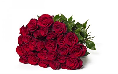 Scuro, bouquet di rose rosse, rose su sfondo bianco, bouquet, su sfondo bianco, fiori, rose, sfondo con rose rosse