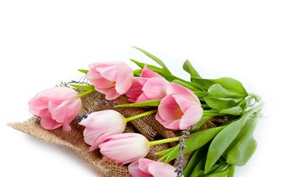 vaaleanpunainen tulppaanit, kev&#228;&#228;n kukat, tulppaanit, kimpun tulppaaneja, kauniita kukkia, tulppaanit valkoisella taustalla, kukka tausta kortti