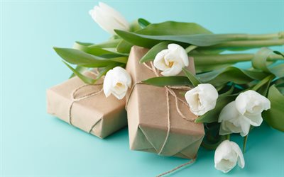 tulipani bianchi, primavera, fiori, regali, tulipani, sfondo di tulipani, pacchetto
