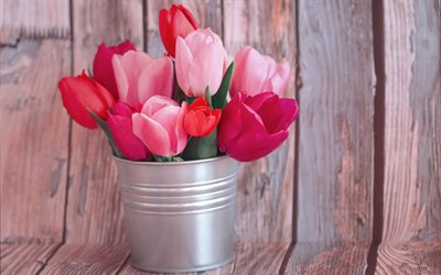 4k, buqu&#234; de tulipas, metal pequeno balde, bonito buqu&#234; de tulipas, tulipas cor de rosa, flores da primavera, tulipas