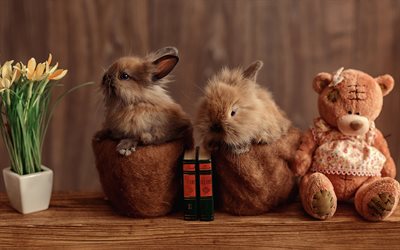 bunny, cute fluffy animals, pets, little rabbits, teddy bear