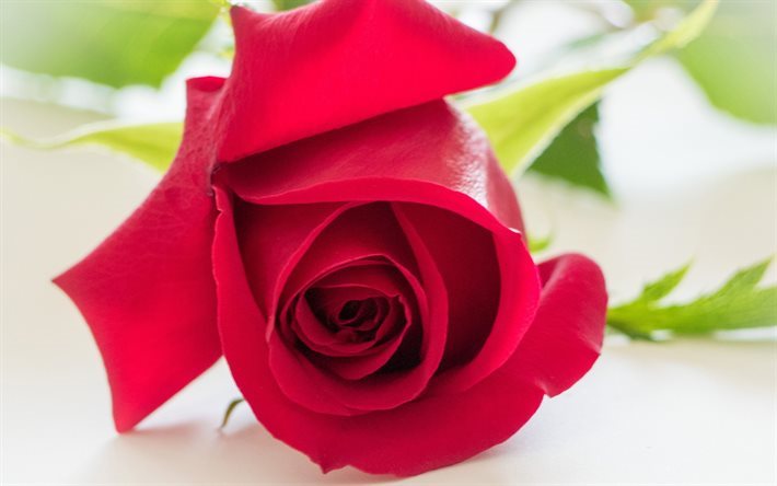 rote rose, knospe, makro, rosen
