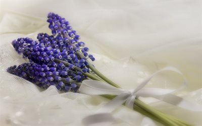 Muscari, blue flowers, small bouquet, spring flowers