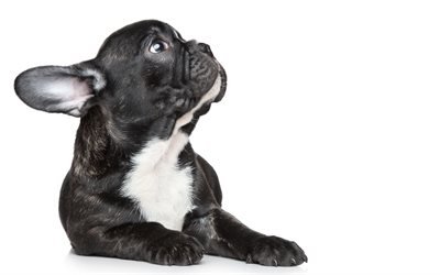 french bulldog, small black puppy, pets, cute animals, dogs