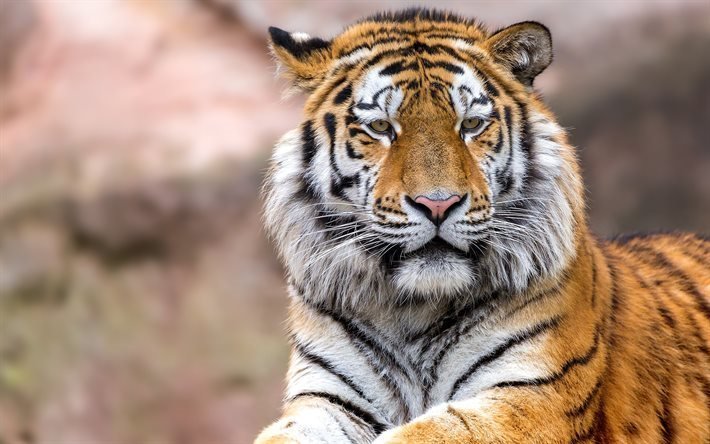 Tiger, predatore, wildlife, dangerous animals, tigre