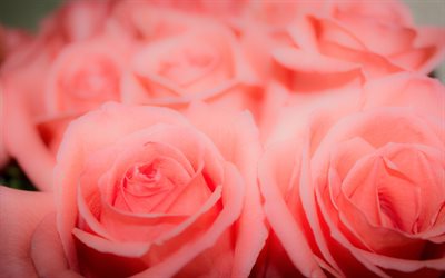 vaaleanpunainen ruusu, 4k, bokeh, vaaleanpunaiset kukat, kauniita kukkia, vaaleanpunainen silmut, ruusut, kimppu ruusuja