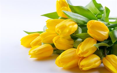 tulipas amarelas, flores da primavera, tulipas, flores amarelas, tulipas em um fundo branco, fundo com tulipas