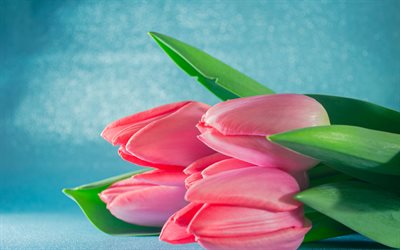 tulipas cor de rosa, fundo azul, buqu&#234; de tulipas, flores cor de rosa, tulipas, fundo com tulipas