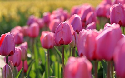 tulipas, 4k, noite, p&#244;r do sol, campo com tulipas, tulipas cor de rosa, fundo com tulipas, flores da primavera