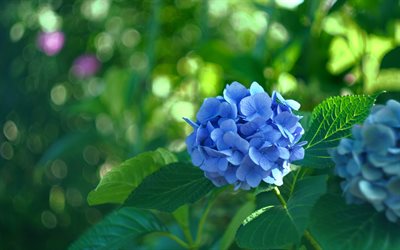 sininen hortensia, 4k, sininen kukka, hortensia tausta, bokeh, kaunis sininen kukka, hortensiat