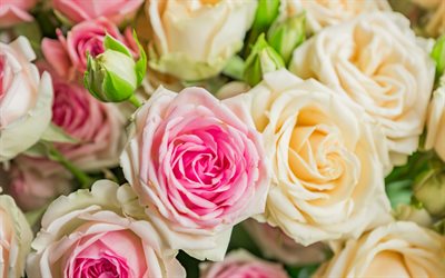 bouquet de roses color&#233;es, belles fleurs, arri&#232;re-plan avec des roses, beau bouquet de fleurs, bouquet de roses, roses color&#233;es, macro, roses