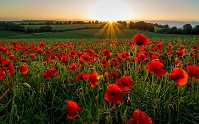 poppy field, sunset, meadow, poppies, evening landscapes, bright sun, summer, beautiful nature