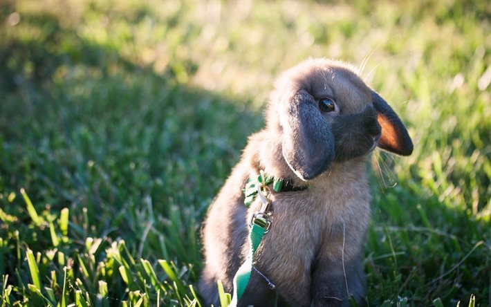bunny, 緑の芝生, かわいい動物たち, 少しのバニー, 夏