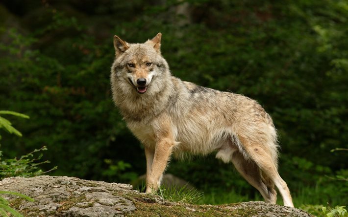 el lobo, el bosque, depredador de la fauna silvestre