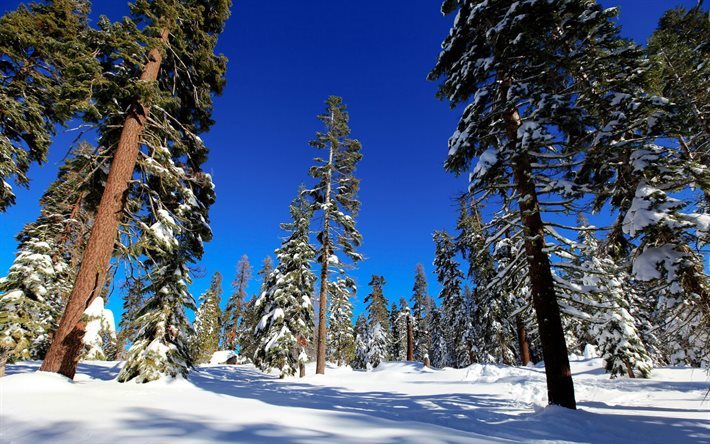 forest, winter, pine, trees, snow