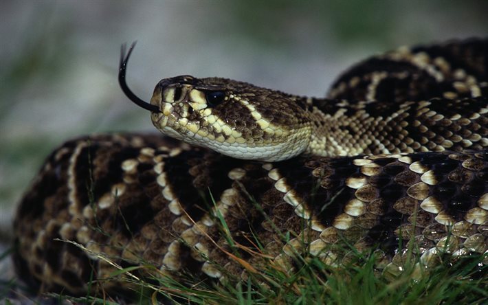 la serpiente de cascabel, serpiente venenosa, serpientes peligrosas, Crotalus adamanteus