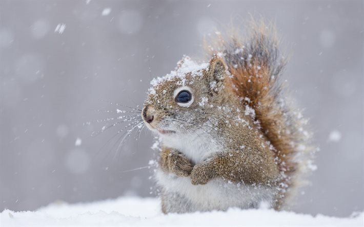 esquilo, animais fofos, inverno, neve