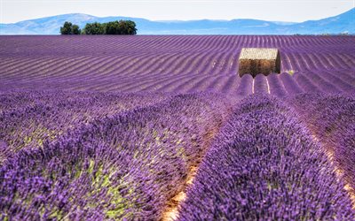champ de lavande, le matin, de lavande, de fleurs des champs, fleurs pourpres, Provence, France