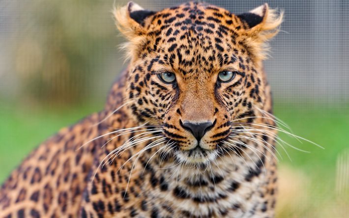 leopardo, 4K, el zool&#243;gico, los depredadores, el desenfoque