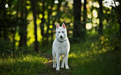 Swiss Shepherd, forest, cute animals, bokeh, dogs, summer, white dog, Berger Blanc Suisse, pets, White Shepherd Dog, White Swiss Shepherd