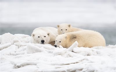 Polar bears, predators, wildlife, winter, the North Pole, bears