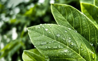 green leaves, water drops on leaves, ecology concepts, environment, eco concepts, background with green leaves