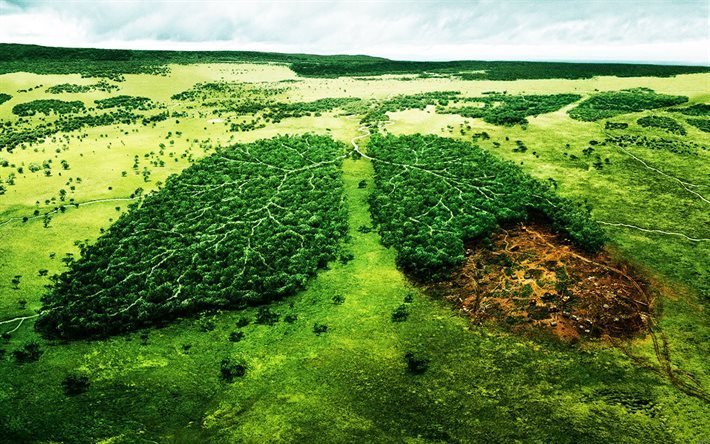 ecologia, o desmatamento, floresta, pulm&#227;o do Planeta, Terra