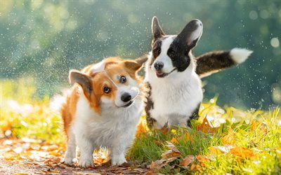 Two Corgi, autumn, pets, cute animals, Welsh Corgi, dogs, bokeh, Corgi, cute dog, Welsh Corgi Dog, Pembroke Welsh Corgi