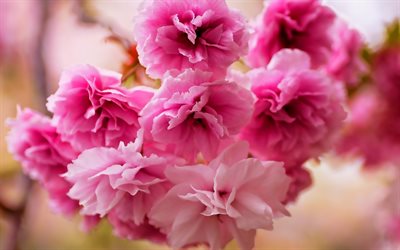 桜, ボケ, ピンクの花, 春, 美しい花