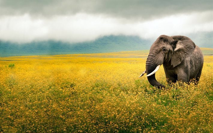 elefantti, kentt&#228;, vuori, alalla kukkia, sumu