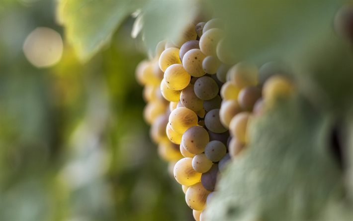 uvas, fruta, uva blanca, de la vi&#241;a