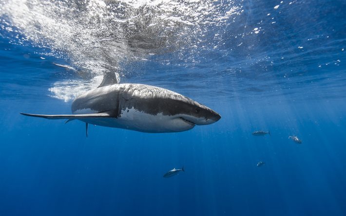 requin, sous-marin, l&#39;oc&#233;an, les pr&#233;dateurs, les requins blancs