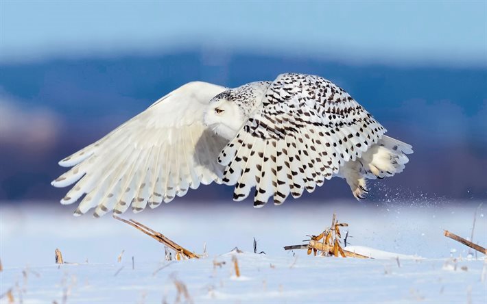 gufo nevoso, neve, inverno, volo, uccello bianco, bellissimo uccello