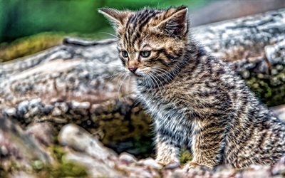 American Shorthair Gatto, 4k, gattino, close-up, HDR, gatto domestico, gatto nella foresta, animali domestici, piccoli gatto, gatti, gatti carino, American Shorthair