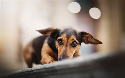 El Dachshund, bokeh, perros, lindo perro, perro salchicha marr&#243;n, close-up, mascotas, animales lindos, Dachshund Perro