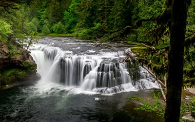 Lower Falls, beautiful waterfall, river, forest, green trees, Lower Lewis River Falls, Washington, USA