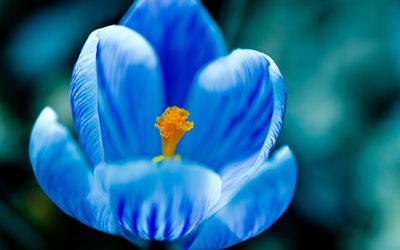 crocus bleu, macro, printemps, fleurs bleues, crocus, gros plan, bokeh, fleurs de printemps
