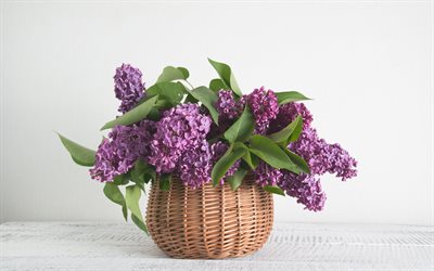lilac, wicker basket, spring flowers, purple flowers, vase with lilacs, bouquet of lilac