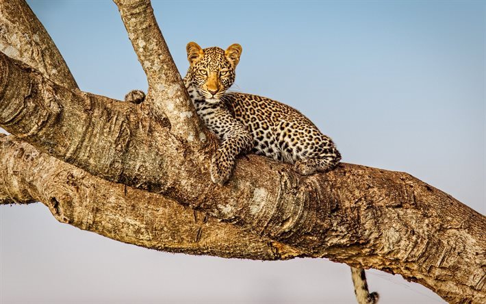 Leopard, rovdjur, Afrika, tr&#228;d, vilda djur