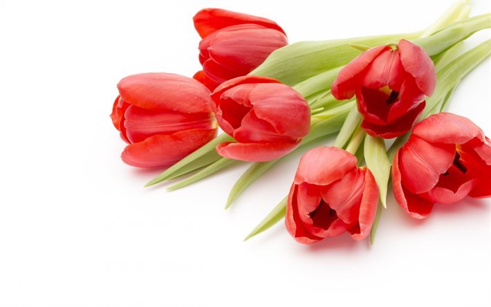 Tulipani rossi, primavera, fiori, tulipani, mazzo