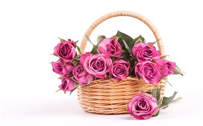 rosa rosen im korb, rosen auf einem wei&#223;en hintergrund, weidenkorb, rosa rosen, sch&#246;ne blumen, rosen