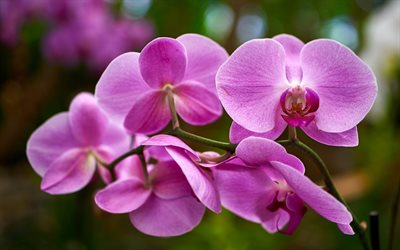 beautiful orchids, pink orchid, tropical flowers, orchids, beautiful flowers