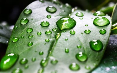 drops of water on a green leaf, green leaves, dew drops, ecology concepts, environment