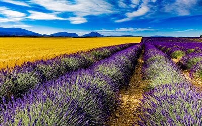 France, lavender, field, summer, Valensole, HDR, Europe