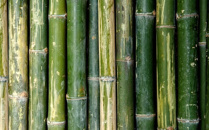 Bambu, vihre&#228; Bambu, bambu rakenne
