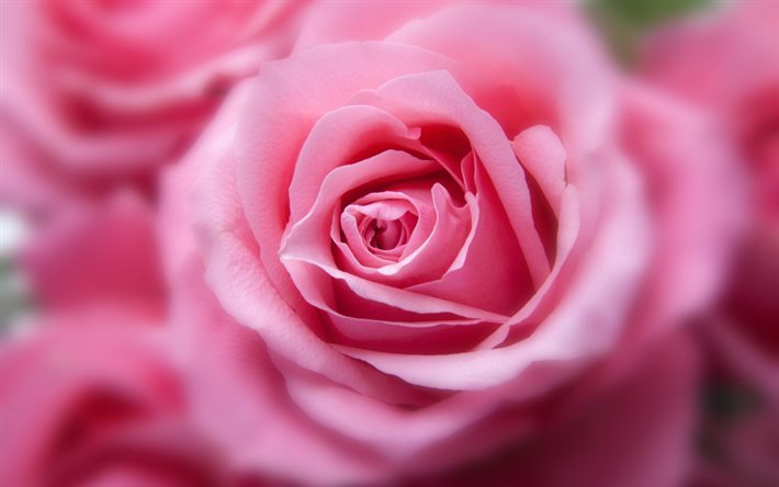 rose, nousi bud, 4k, vaaleanpunainen ruusu, vaaleanpunaiset kukat