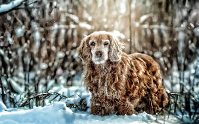 Cocker Spaniel, winter, brown spaniel, dog in snowdrifts, cute animals, dogs, pets, HDR, Cocker Spaniel Dog